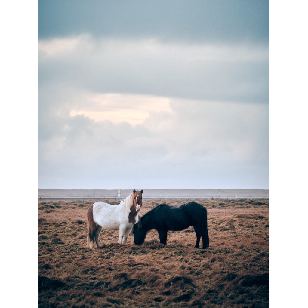 two icelandic horses grazing in a field under a cloudy sky