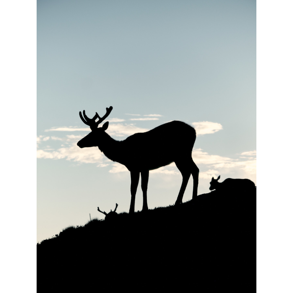 silhouette of an elk at sunrise