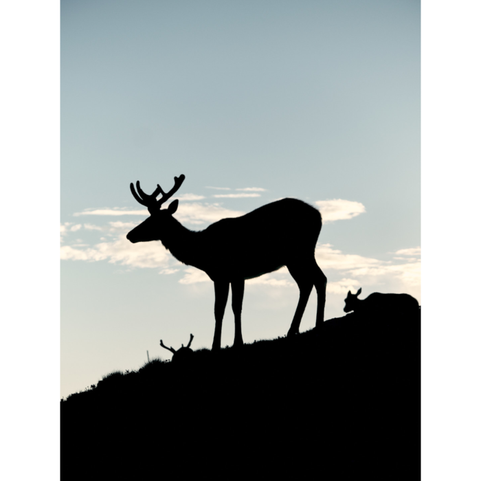 silhouette of an elk at sunrise