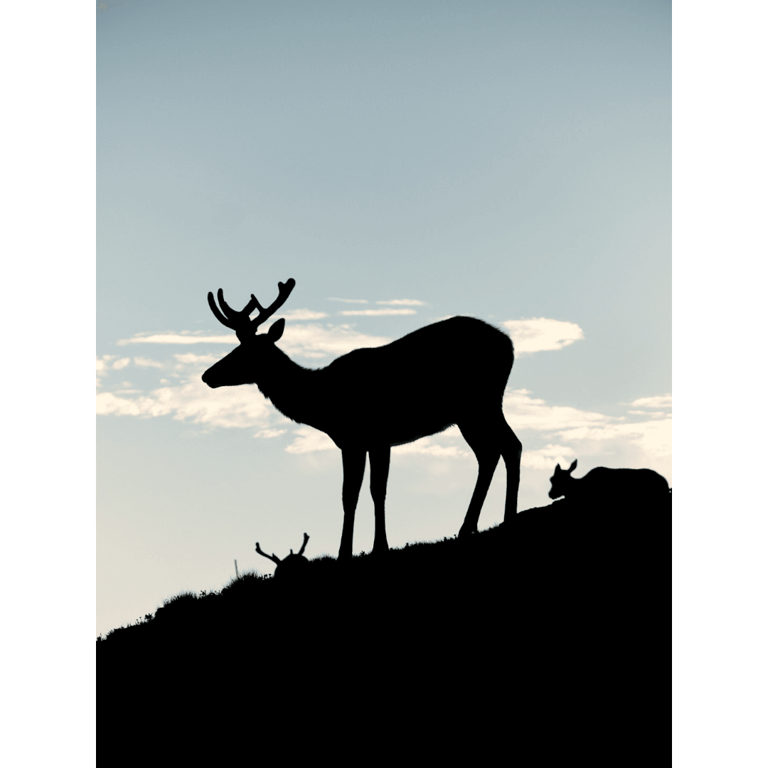 silhouette of an elk at sunrise