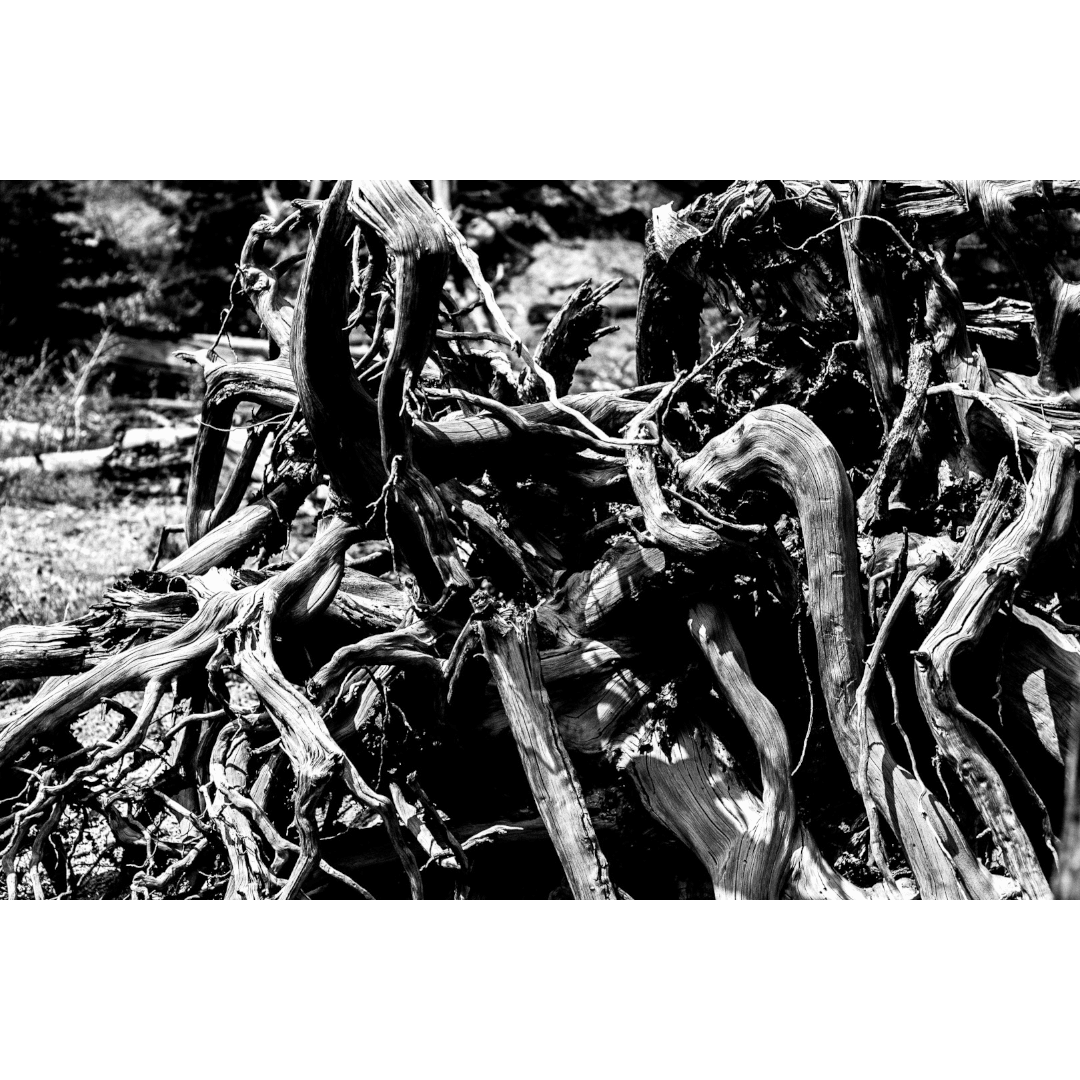 roots 1 - Image 1