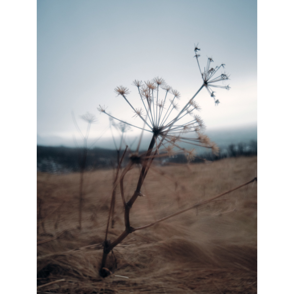 in the wind