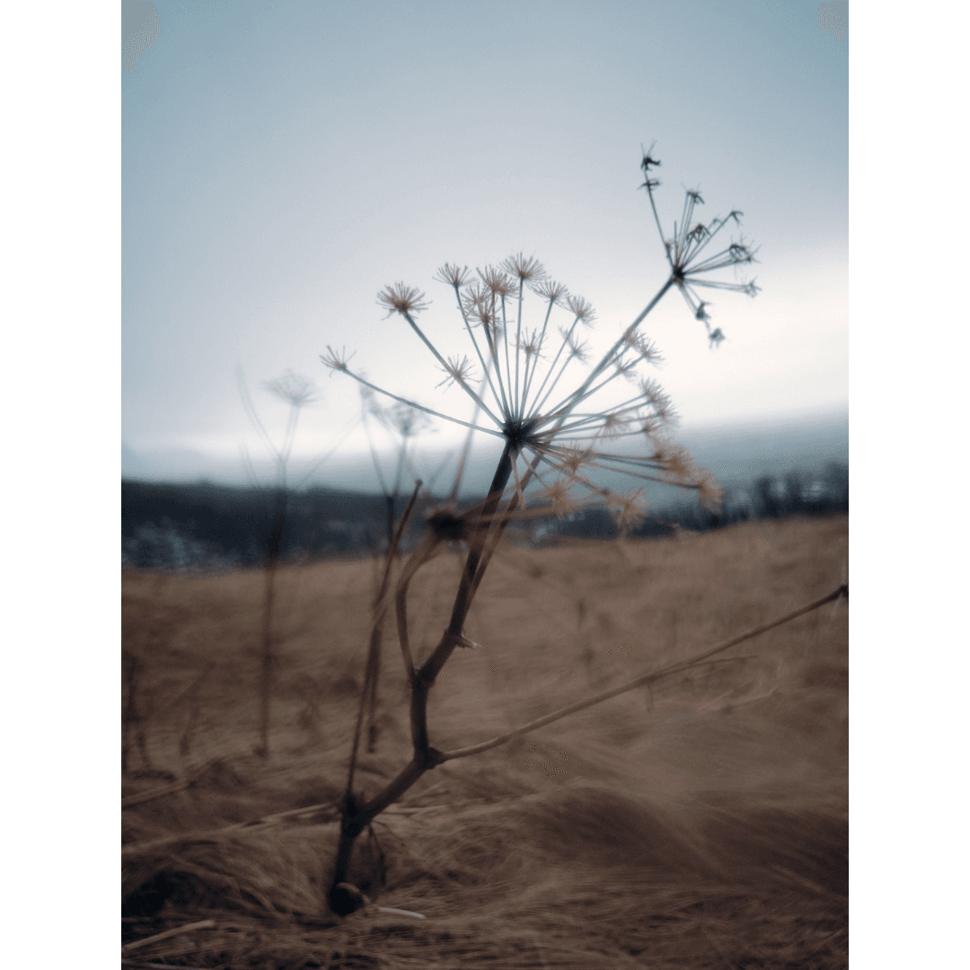 in the wind - Image 1