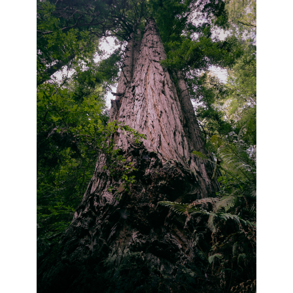 giants