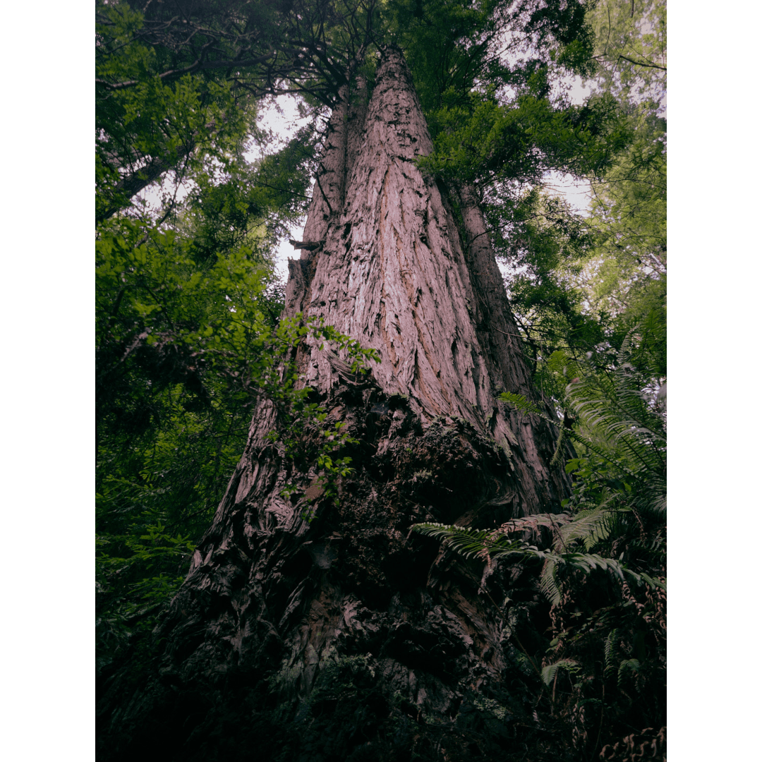giants - Image 1