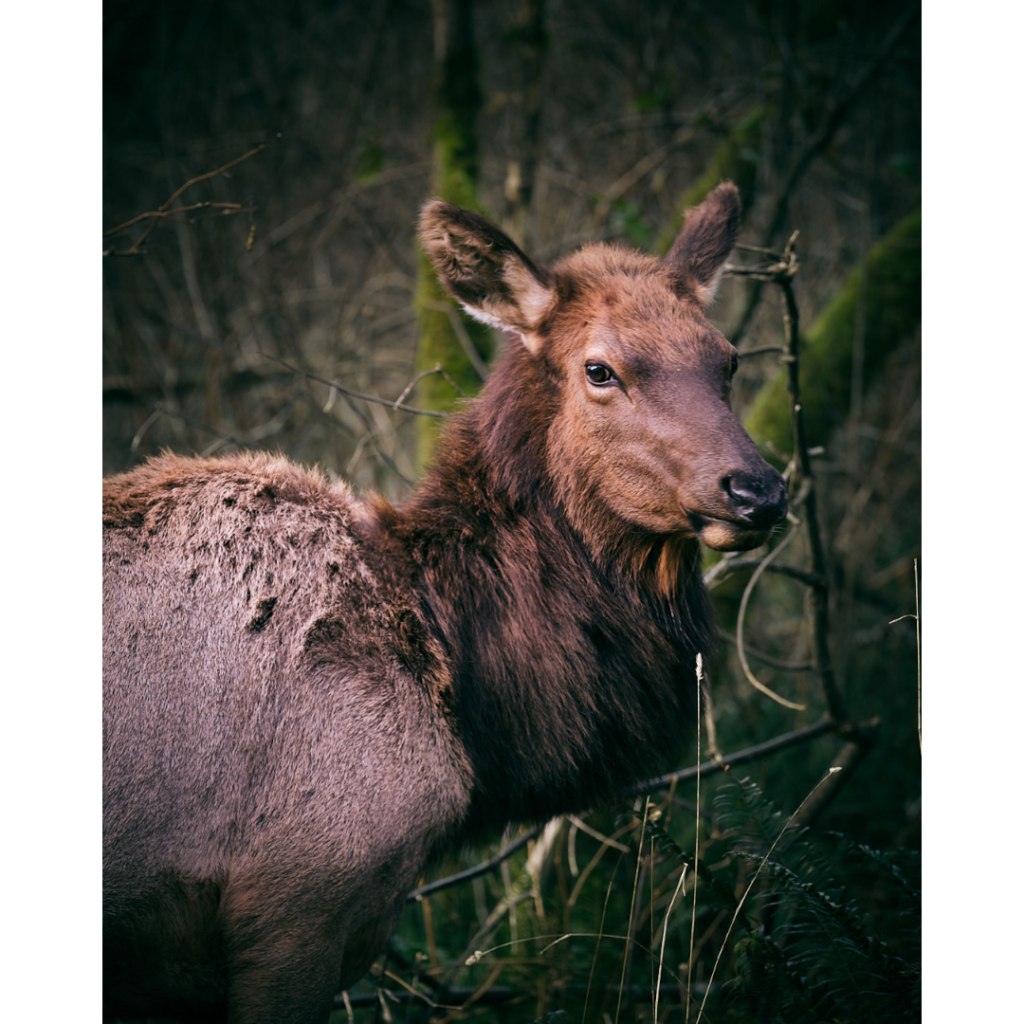 portrait of an elk