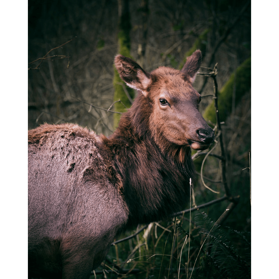 portrait of an elk - Image 1