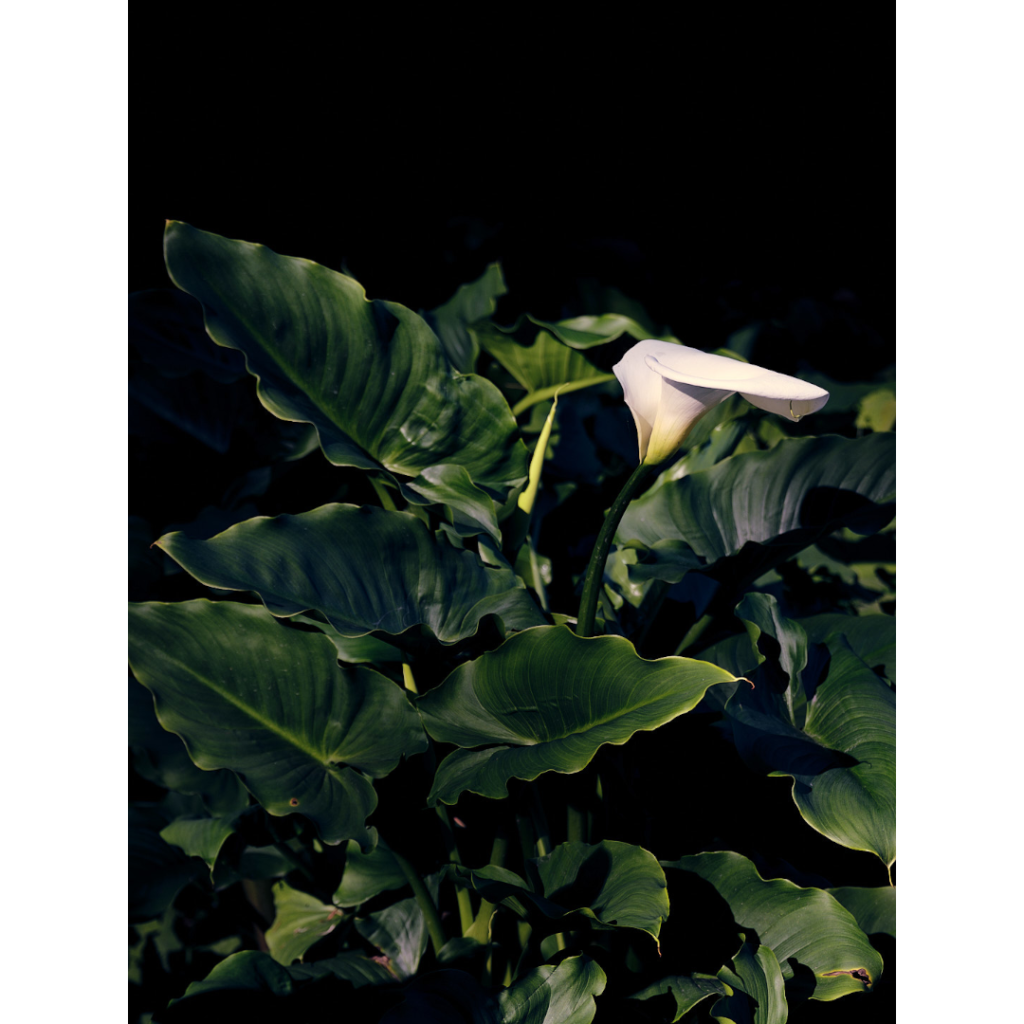 calla lily