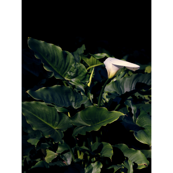 calla lily