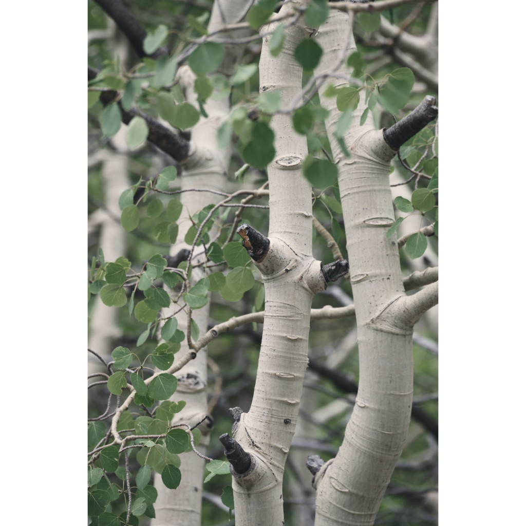 aspens in summer