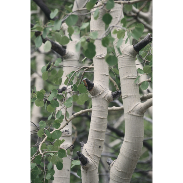 aspens in summer