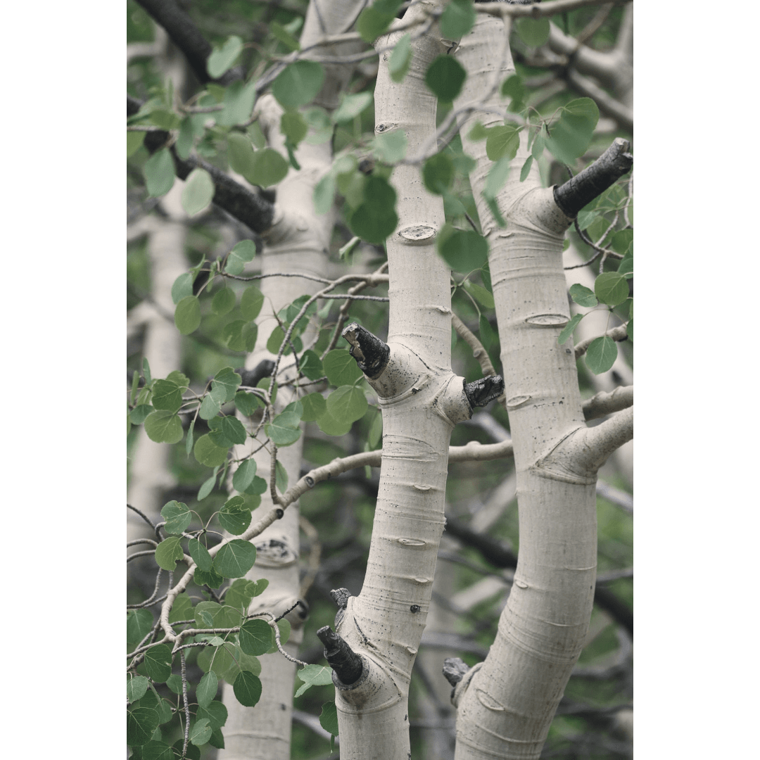 aspens in summer - Image 1