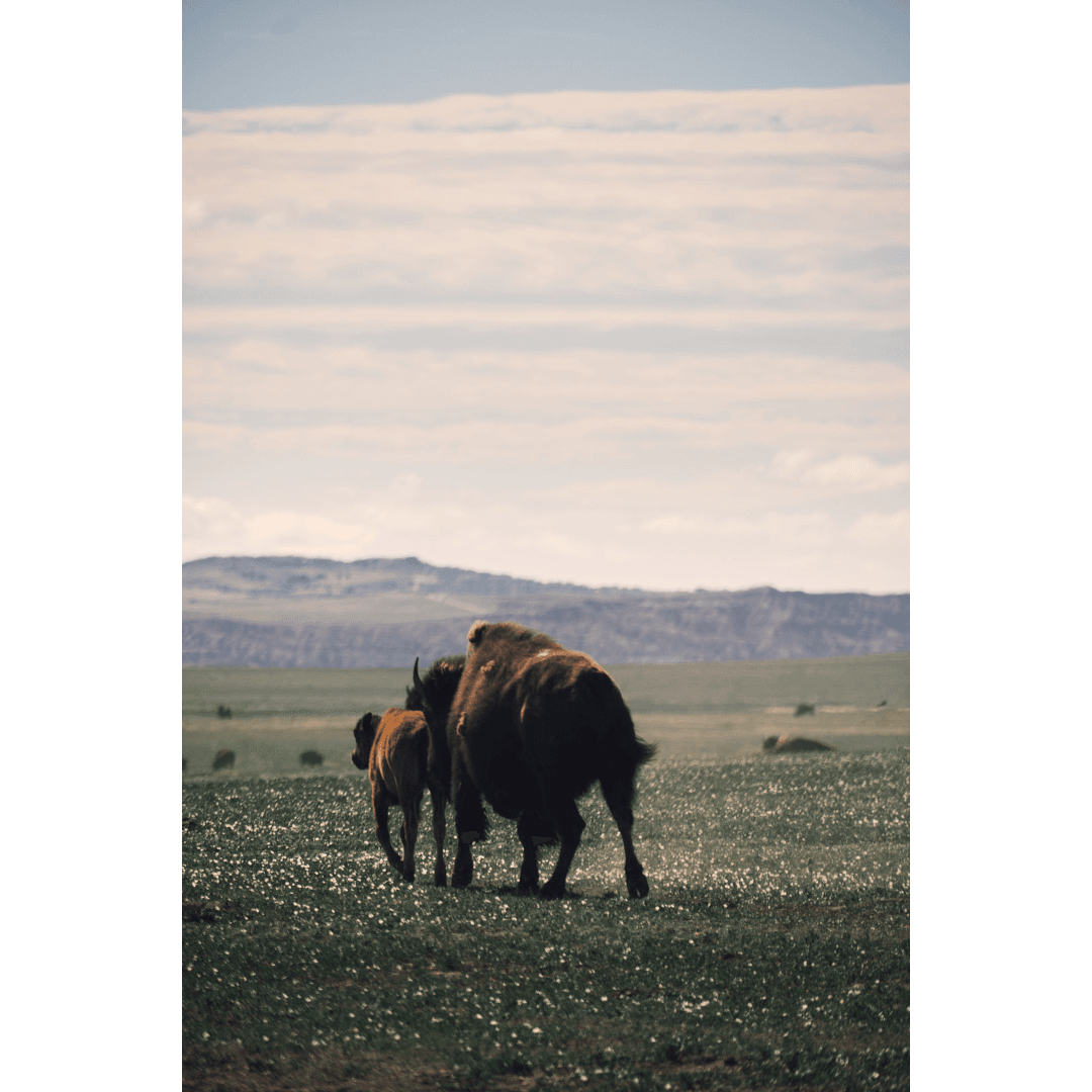 free to roam - Image 1
