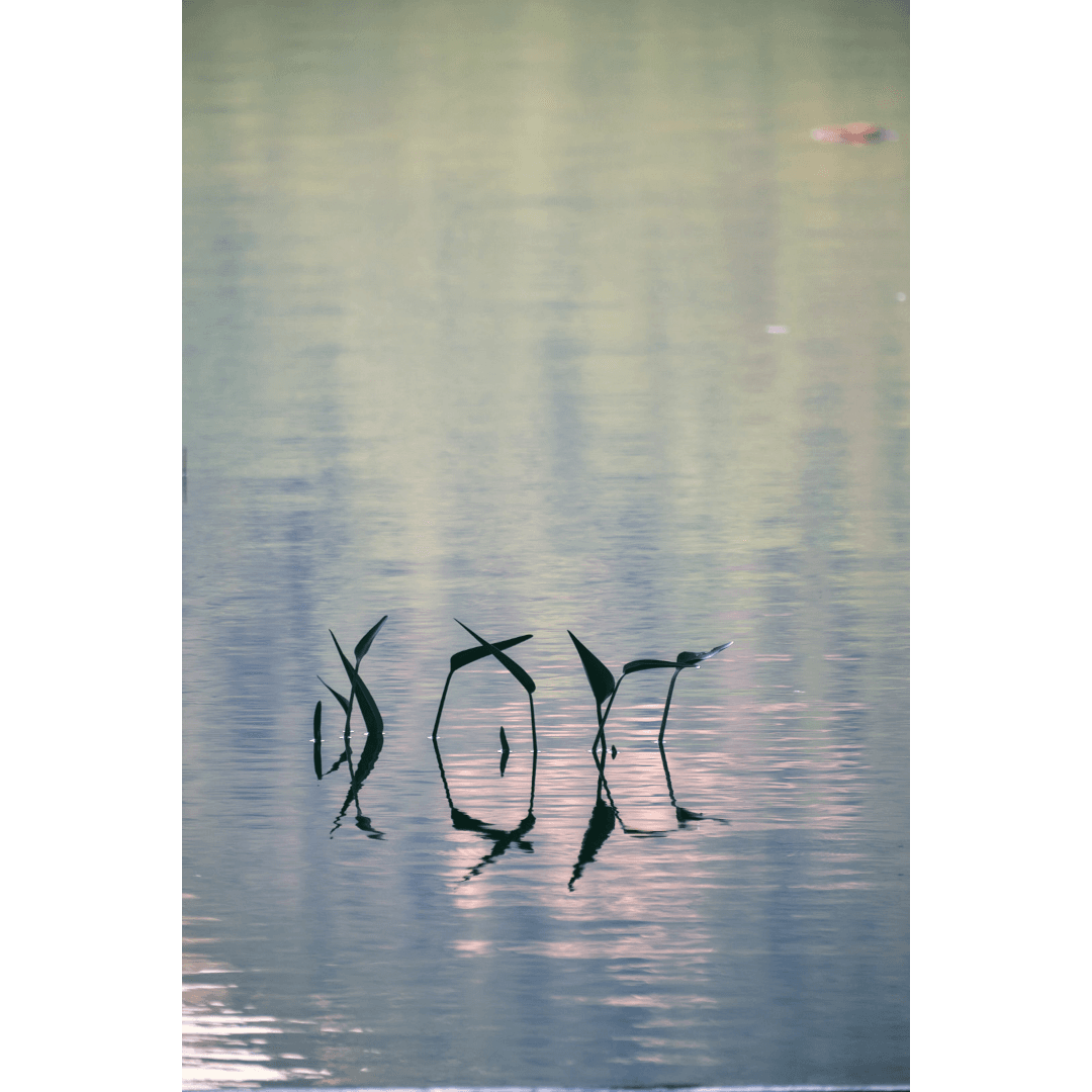 green pond - Image 1