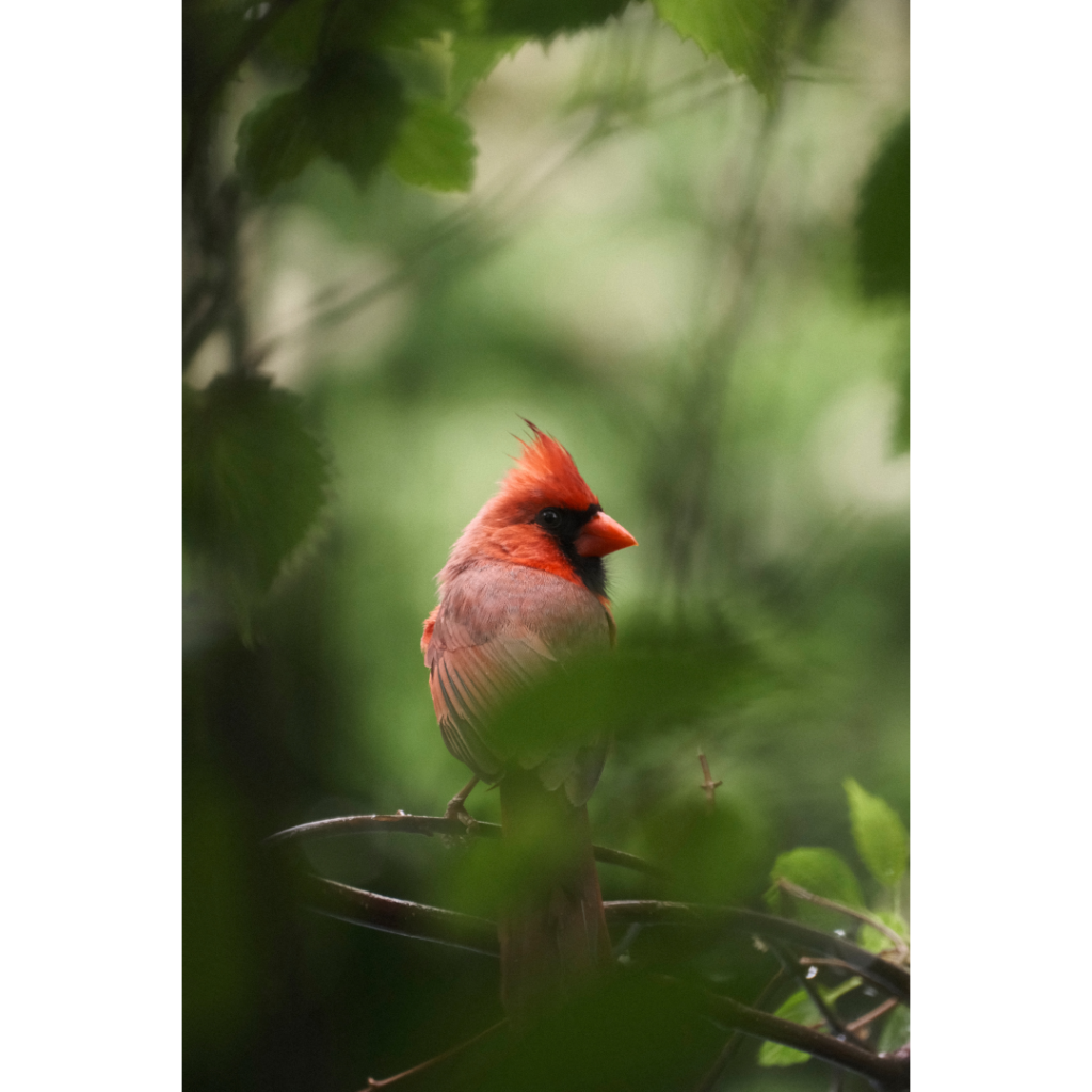 cardinal