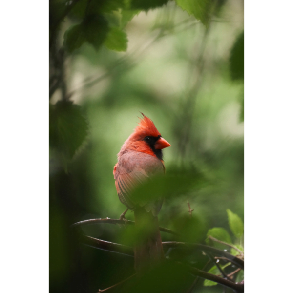 cardinal