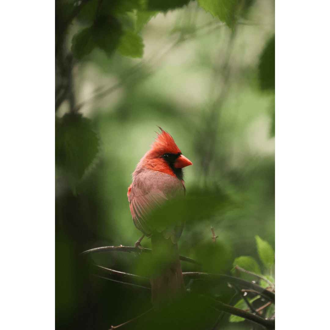 cardinal
